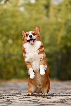 Fawn and white Welsh Corgi puppy standing on rear legs and sticking out the tongue