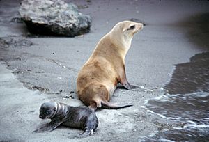 Galapagos sea lion with pup on sand - DPLA - 06e782a13c1d5f668b443a1b3273c587