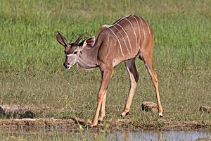 Greater kudu (Tragelaphus strepsiceros strepsiceros) juvenile male