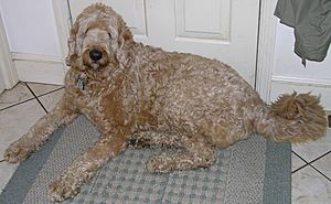 Labradoodle Laying 2375px