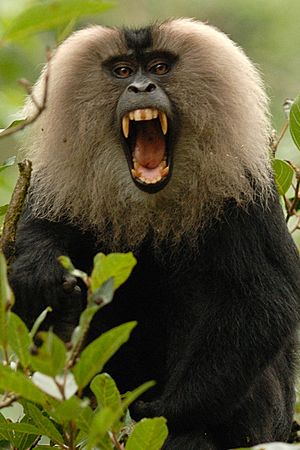 Lion-tailed macaque canine