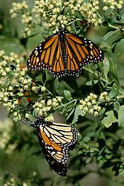 Monarchs Migration By Carole Robertson