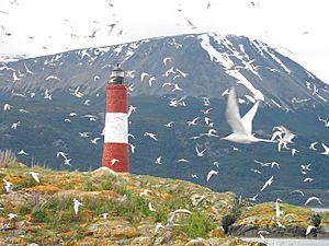 Sea birds and Lighthouse