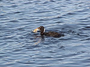 Surf Scoter with crab