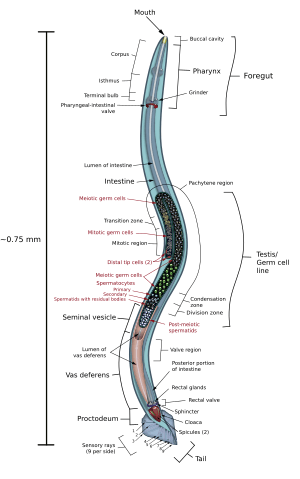 C elegans male