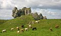 Clonmacnoise castle and cattle