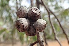 Eucalyptus patens fruit