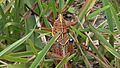 Florida Eastern Lubber Grasshopper on Grass (4)