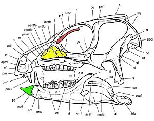 Heterodontosaurus skull reconstruction sereno 2012 edited