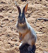 Juvenile Cottontail Rabbit