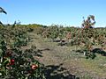 Lautenbach Orchard Country apple trees