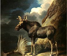 Moose (1770), oil on canvas, 61 x 70.5 cm., Hunterian Art Gallery, University of Glasgow
