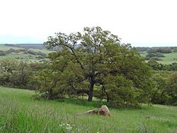 Quercus engelmannii, Santa Rosa Plateau