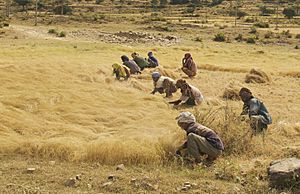 The Teff Harvest, Northern Ethiopia (3131617016)