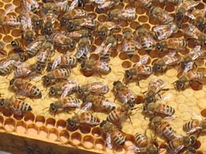 Western Honey Bees and Honeycomb Closeup
