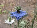 家黑種草 Nigella sativa -牛津大學植物園 Oxford Botanic Garden- (9200912024)