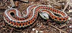 Coast Garter Snake cropped