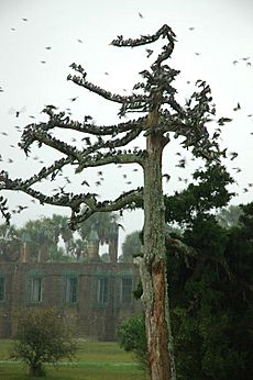 Huntington beach state park tree swallows