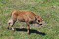Juraparc 06-07-2013 - Buffalo calf