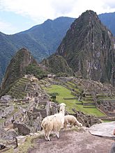 Machu Picchu llamas