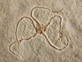 The Childrens Museum of Indianapolis - Jurassic brittle stars - detail