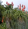 Aloe pluridens (3)