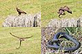 Buzzard caught an Aesculapian Snake but flew away and lost his prey, so I could take a photo of the snake