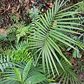 Daemonorops mollis (rattan palm) - Bukidnon Philippines