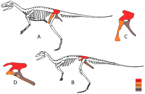 Dino evol 1 modificated ES.svg