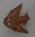 Diplocaulus magnicornis AMNH 23175