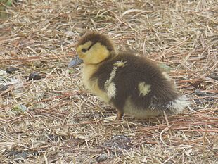 Lucky George Muscovy duckling
