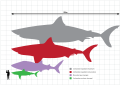 Megalodon scale