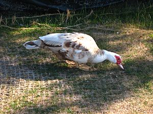 Muscovy duck at Lake Union