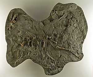 Panphagia fossil DSC 6168.jpg