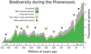 Phanerozoic Biodiversity