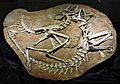 Smuggled Ornithomimidae skeletons