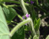 Soybean flowers