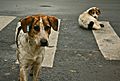 Stray dogs crosswalk