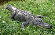 Alligator mississippiensis (1),.jpg