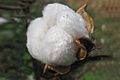 BALLS OF COTTON (ANDHRA -SOUTH INDIA) READY FOR HARVEST