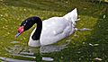 Black-necked Swan Cygnus melancoryphus Swimming 1965px