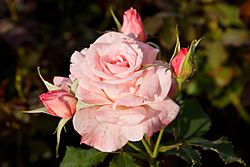 Bridal pink - morwell rose garden