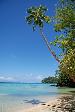 Coconut tree and lagoon, Huahine