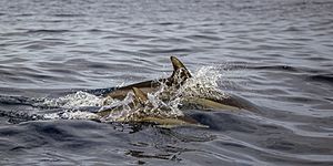 Common dolphins (Delphinus delphis) adult and juvenile Sagres