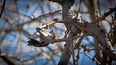 Downy Woodpecker hanging upside down