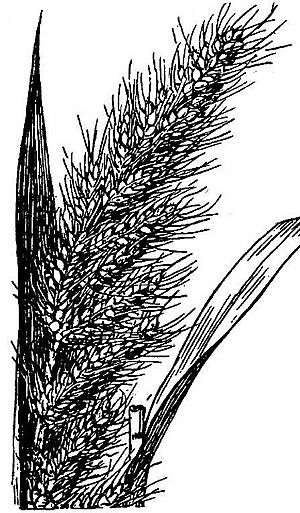 Echinochloa crus-pavonis HC-1950.jpg