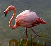 Greater flamingo galapagos.JPG