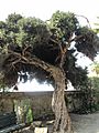 Melaleuca alternifolia (Maria Serena) tree