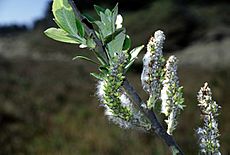 Salix hookeriana USFWS