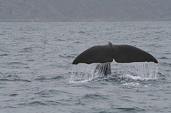 Spermwhale tail